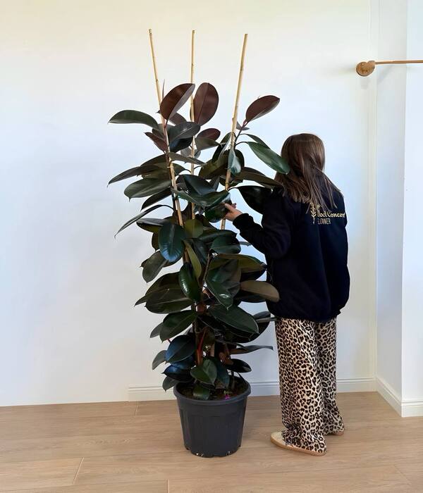 Üç Koklu Ficus Kauçuk Bitkisi 170 CM